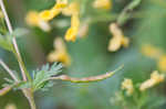 Yellow fumewort